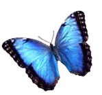 A Learning Environment for Butterfly Friends and Enthusiasts
