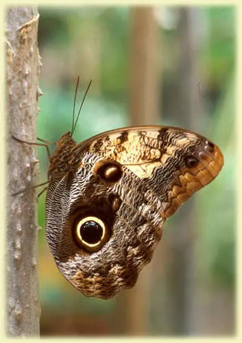 Caligo eurilochus (Owl Butterfly)