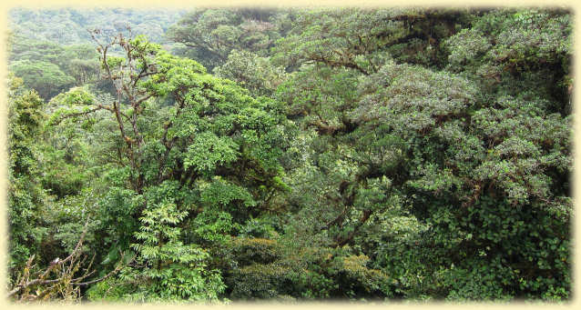 Arenal_Rainforest