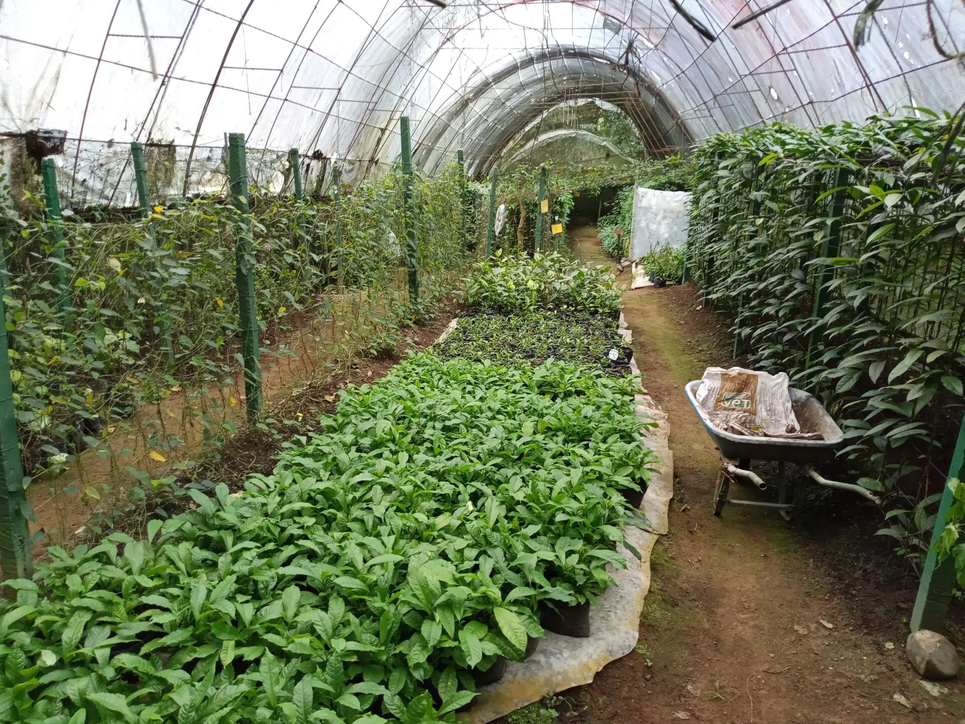 Greenhouse large