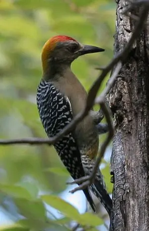 Hoffmann Woodpecker