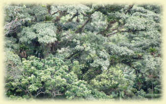 Rainforest_Canopy