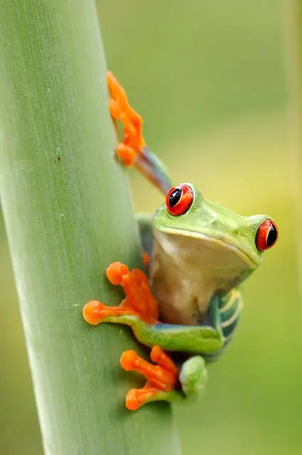 Red eyed frog (2)