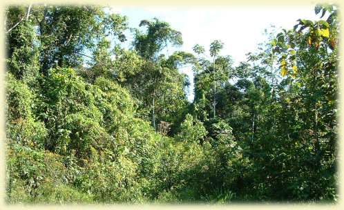 rainforest10